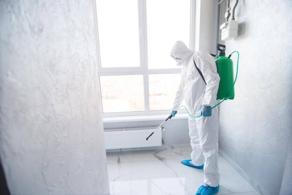 Mold Elimination Tips for Office Buildings